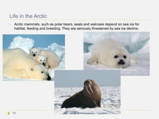 Life in the Arctic
 Arctic mammals, such as polar bears, seals and walruses depend on sea ice for
habitat, feeding and breeding. They are seriously threatened by sea ice decline.
10
 