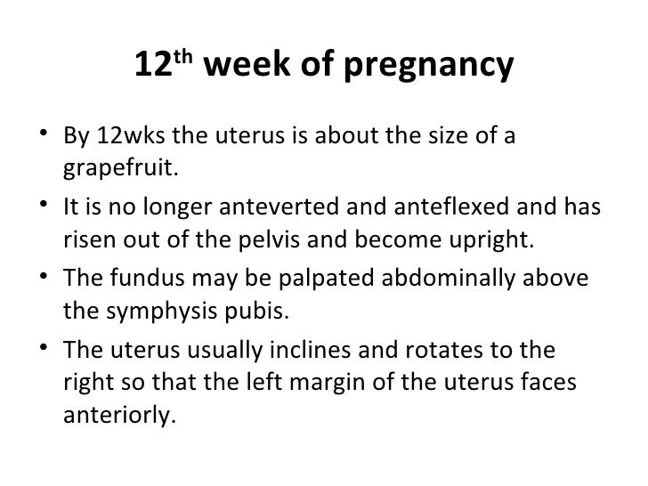 changes to maternal uterus size by week