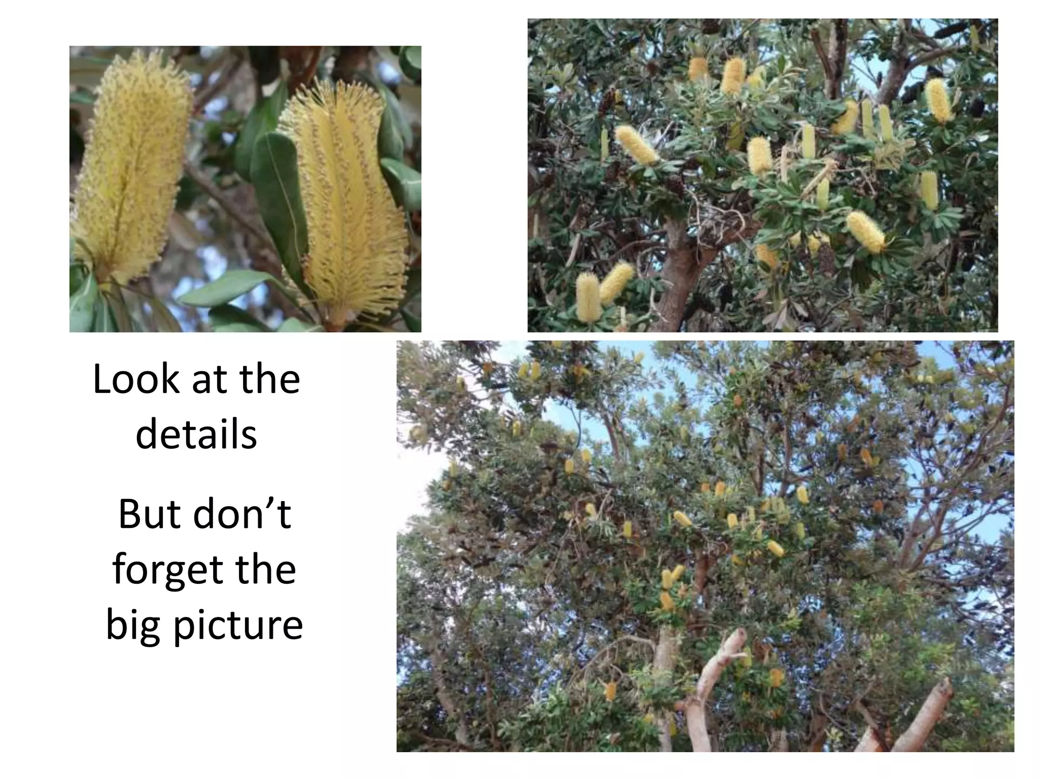 But don’t
forget the
big picture
Look at the
details
 