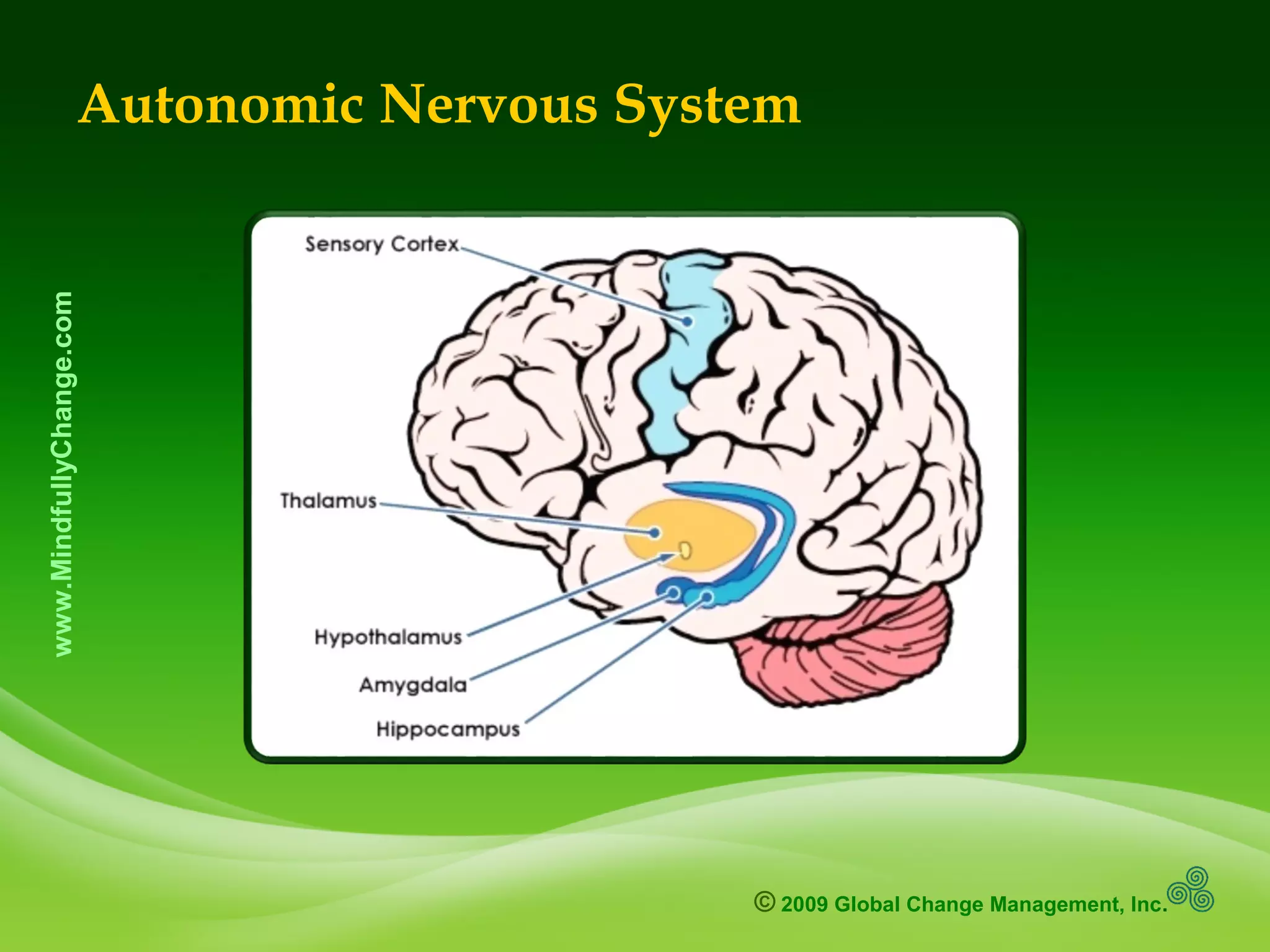 © 2009 Global Change Management, Inc.
www.MindfullyChange.com
Autonomic Nervous System
 