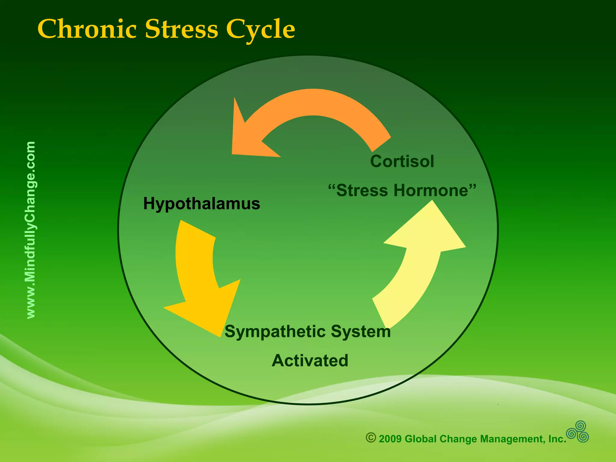 © 2009 Global Change Management, Inc.
www.MindfullyChange.comChronic Stress Cycle
Sympathetic System
Activated
Cortisol
“Stress Hormone”
Hypothalamus
 