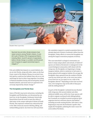 Changing Tides: HOW SEA-Level Rise Harms Wildlife and recreation Economies Along the U.S. Eastern Seaboard 8
the cumulative impacts to coastal ecosystems that are
already deprived of historic freshwater inflow from the
Everglades. Today, efforts to restore the Everglades are
among the largest restoration programs in history.
This vast watershed’s ecological communities are
home to many unique plants and animals, of which 67
species are listed as threatened or endangered. As the
coastal biological communities shift inland with the
rising seas, the Everglades are beginning to change.
Sawgrass habitat, which is intolerant of salt water, is
being replaced with mangrove habitat. On average, the
Everglades slope upwards from the southern Florida
coast by two inches per mile, so for every two inches
of sea-level rise we can expect to see a mile of the
Everglades altered.39
Depending on how fast sea-level
rises, even mangroves may not be able to keep pace
with the shifting habitat.40
As parts of the Everglades’ wetlands become flooded
with rising seas, fish nursery habitat and other
sheltered wildlife areas will be lost. Some species will
be able to migrate northward with shifting habitat,
but if seawalls are installed to protect property, these
migration barriers will harm species and habitat,41
including sea turtle nesting beaches. Salt water is also
beginning to seep into the freshwater aquifers that
supply the Everglades, polluting the water source for
seven million Floridians.
Fish and wildlife that depend on coastal habitats also
are at risk. Florida, along with other states on the East
Coast, is part of the Atlantic Flyway. As sea level rises,
bird species could lose the habitats they rely on to rest
and forage for food on their long migration. According
to National Audubon Society, the horned grebe, brown-
headed nuthatch, and wood stork are expected to be
seriously impacted by climate change.38
The Everglades and Florida Keys
Some of Florida’s top tourist attractions, including the
Everglades and Florida Keys, are threatened by sea-
level rise. In the Everglades, freshwater historically
flowed down from the north to meet the influx of
tidal water in the unique subtropical climate of South
Florida. This expansive wetland was reduced by half
in the 20th century by massive ditching, diking, and
wetland filling projects. Sea-level rise will exacerbate
Sea-level rise and other climate stressors have
raised concerns among Florida’s citizens. A June
2015 poll of Florida’s 27th Congressional District,
including Miami, found 81 percent of respondents
believe climate change is a problem and 82 percent
want Congress to support economical ways to
mitigate it.37
Bonefish. Photo: Luyen Chou.
 