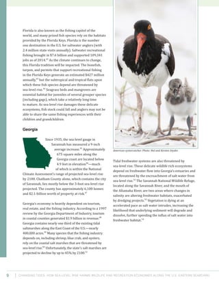 Changing Tides: HOW SEA-Level Rise Harms Wildlife and recreation Economies Along the U.S. Eastern Seaboard9
Tidal freshwater systems are also threatened by
sea-level rise. These delicate wildlife rich ecosystems
depend on freshwater flow into Georgia’s estuaries and
are threatened by the encroachment of salt water from
sea-level rise.52
The Savannah National Wildlife Refuge,
located along the Savannah River, and the mouth of
the Altamaha River, are two areas where changes in
salinity are altering freshwater habitats, exacerbated
by dredging projects.53
Vegetation is dying at an
accelerated pace as salt water intrudes, increasing the
likelihood that underlying sediment will degrade and
dissolve, further speeding the influx of salt water into
freshwater habitat.54
Florida is also known as the fishing capitol of the
world, and many prized fish species rely on the habitats
provided by the Florida Keys. Florida is the number
one destination in the U.S. for saltwater anglers (with
2.4 million state visits annually). Saltwater recreational
fishing brought in $7.6 billion and supported 109,341
jobs as of 2014.42
As the climate continues to change,
this Florida tradition will be impacted. The bonefish,
tarpon, and permits that support recreational fishing
in the Florida Keys generate an estimated $427 million
annually,43
but the subtropical and tropical flats upon
which these fish species depend are threatened by
sea-level rise.44
Seagrass beds and mangroves are
essential habitat for juveniles of several grouper species
(including gags), which take a relatively long time
to mature. As sea-level rise damages these delicate
ecosystems, fish stock could fall and anglers may not be
able to share the same fishing experiences with their
children and grandchildren.
Georgia
Since 1935, the sea-level gauge in
Savannah has measured a 9-inch
average increase.45
Approximately
675 square miles along the
Georgia coast are located below
4.9 feet in elevation46
—much
of which is within the National
Climate Assessment’s range of projected sea-level rise
by 2100. Chatham County alone, which contains the city
of Savannah, lies mostly below the 3-foot sea-level rise
projected. The county has approximately 6,100 homes
and $2.1-billion worth of property at risk.47
Georgia’s economy is heavily dependent on tourism,
real estate, and the fishing industry. According to a 1997
review by the Georgia Department of Industry, tourism
in coastal counties generated $1.9 billion in revenue.48
Georgia contains nearly one third of the existing tidal
saltmarshes along the East Coast of the U.S.—nearly
400,000 acres.49
Many species that the fishing industry
depends on, including shrimp, blue crab, and oysters,
rely on the coastal salt marshes that are threatened by
sea-level rise.50
Unfortunately, the state’s salt marshes are
projected to decline by up to 45% by 2100.51
American oystercatcher. Photo: Hal and Kirsten Snyder.
 