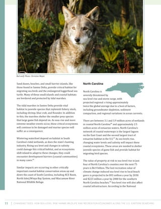 Changing Tides: HOW SEA-Level Rise Harms Wildlife and recreation Economies Along the U.S. Eastern Seaboard11
North Carolina
North Carolina is
severely threatened by
sea-level rise and storm surge, with
projected regional s rising approximately
twice the global average due to a host of factors,
including groundwater depletion, sediment
compaction, and regional variations in ocean currents.
There are between 3.1 and 3.9 million acres of wetlands
in coastal North Carolina66
and approximately 2.5
million acres of estuarine waters. North Carolina’s
network of coastal waterways is the largest lagoon
on the East Coast and the second largest tract of
estuarine habitat in the U.S.67
As sea levels rise,
changing water levels and salinity will impact these
coastal ecosystems. These areas are needed to shelter
juvenile species of game fish and provide habitat for
migrating bird species.
The value of property at risk to sea-level rise in just
four of North Carolina’s counties over the next 75
years is $6.9 billion. The lost recreation value of
climate change-induced sea-level rise to local beach
goers is projected to be $93 million a year by 2030
and $223 million a year by 2080 for the southern
North Carolina beaches.68
Sea-level rise will also affect
coastal infrastructure. According to the National
Sand dunes, beaches, and small barrier islands, like
those found in Santee Delta, provide critical habitat for
migrating sea birds and the endangered loggerhead sea
turtle. Many of these small islands and coastal habitats
are bordered and protected by tidal marshes.
The tidal marshes in Santee Delta provide vital
habitat to juvenile species that replenish fishery stock,
including shrimp, blue crab, and flounder. In addition
to this, the marshes shelter the smaller prey species
that large game fish depend on. As seas rise and more
extreme weather events occur, these critical ecosystems
will continue to be damaged and marine species will
suffer as a consequence.
Wintering waterfowl depend on habitat in South
Carolina’s tidal wetlands, as does the state’s hunting
industry. Rising sea level and changes in salinity
could damage this critical habitat, and as ecosystems
shift inland to adapt to these changes, they could
encounter development barriers (coastal communities)
in many cases.65
Similar impacts are occurring in other critically
important coastal habitat conservation areas up and
down the coast of South Carolina, including ACE Basin,
North Inlet/Winya Bay System, and Waccamaw River
National Wildlife Refuge.
Red wolf. Photo: Christine Majul.
 