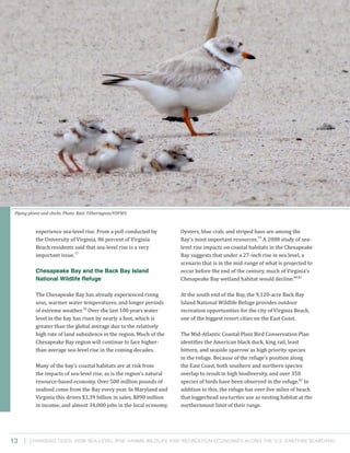 Changing Tides: HOW SEA-Level Rise Harms Wildlife and recreation Economies Along the U.S. Eastern Seaboard13
Oysters, blue crab, and striped bass are among the
Bay’s most important resources.79
A 2008 study of sea-
level rise impacts on coastal habitats in the Chesapeake
Bay suggests that under a 27-inch rise in sea level, a
scenario that is in the mid-range of what is projected to
occur before the end of the century, much of Virginia’s
Chesapeake Bay wetland habitat would decline.80,81
At the south end of the Bay, the 9,120-acre Back Bay
Island National Wildlife Refuge provides outdoor
recreation opportunities for the city of Virginia Beach,
one of the biggest resort cities on the East Coast.
The Mid-Atlantic Coastal Plain Bird Conservation Plan
identifies the American black duck, king rail, least
bittern, and seaside sparrow as high priority species
in the refuge. Because of the refuge’s position along
the East Coast, both southern and northern species
overlap to result in high biodiversity, and over 350
species of birds have been observed in the refuge.82
In
addition to this, the refuge has over five miles of beach
that loggerhead sea turtles use as nesting habitat at the
northernmost limit of their range.
experience sea-level rise. From a poll conducted by
the University of Virginia, 86 percent of Virginia
Beach residents said that sea-level rise is a very
important issue.77
Chesapeake Bay and the Back Bay Island
National Wildlife Refuge
The Chesapeake Bay has already experienced rising
seas, warmer water temperatures, and longer periods
of extreme weather.78
Over the last 100 years water
level in the bay has risen by nearly a foot, which is
greater than the global average due to the relatively
high rate of land subsidence in the region. Much of the
Chesapeake Bay region will continue to face higher-
than average sea-level rise in the coming decades.
Many of the bay’s coastal habitats are at risk from
the impacts of sea-level rise, as is the region’s natural
resource-based economy. Over 500 million pounds of
seafood come from the Bay every year. In Maryland and
Virginia this drives $3.39 billion in sales, $890 million
in income, and almost 34,000 jobs in the local economy.
Piping plover and chicks. Photo: Kaiti Titherington/USFWS.
 