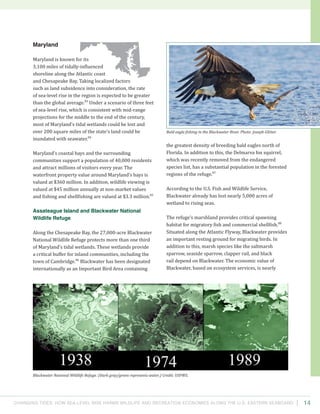 Changing Tides: HOW SEA-Level Rise Harms Wildlife and recreation Economies Along the U.S. Eastern Seaboard 14
the greatest density of breeding bald eagles north of
Florida. In addition to this, the Delmarva fox squirrel,
which was recently removed from the endangered
species list, has a substantial population in the forested
regions of the refuge.87
According to the U.S. Fish and Wildlife Service,
Blackwater already has lost nearly 5,000 acres of
wetland to rising seas.
The refuge’s marshland provides critical spawning
habitat for migratory fish and commercial shellfish.88
Situated along the Atlantic Flyway, Blackwater provides
an important resting ground for migrating birds. In
addition to this, marsh species like the saltmarsh
sparrow, seaside sparrow, clapper rail, and black
rail depend on Blackwater. The economic value of
Blackwater, based on ecosystem services, is nearly
Maryland
Maryland is known for its
3,100 miles of tidally-influenced
shoreline along the Atlantic coast
and Chesapeake Bay. Taking localized factors
such as land subsidence into consideration, the rate
of sea-level rise in the region is expected to be greater
than the global average.83
Under a scenario of three feet
of sea-level rise, which is consistent with mid-range
projections for the middle to the end of the century,
most of Maryland’s tidal wetlands could be lost and
over 200 square miles of the state’s land could be
inundated with seawater.84
Maryland’s coastal bays and the surrounding
communities support a population of 40,000 residents
and attract millions of visitors every year. The
waterfront property value around Maryland’s bays is
valued at $360 million. In addition, wildlife viewing is
valued at $45 million annually at non-market values
and fishing and shellfishing are valued at $3.3 million.85
Assateague Island and Blackwater National
Wildlife Refuge
Along the Chesapeake Bay, the 27,000-acre Blackwater
National Wildlife Refuge protects more than one third
of Maryland’s tidal wetlands. These wetlands provide
a critical buffer for inland communities, including the
town of Cambridge.86
Blackwater has been designated
internationally as an Important Bird Area containing
Blackwater National Wildlife Refuge. (Dark gray/green represents water.) Credit: USFWS.
Bald eagle fishing in the Blackwater River. Photo: Joseph Glitter.
 