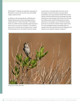 Changing Tides: HOW SEA-Level Rise Harms Wildlife and recreation Economies Along the U.S. Eastern Seaboard15
causes them to constantly shift, and in the case of
Assateague, it means the island is moving slowly
towards the coast and southward. Unlike other barrier
islands in Florida and New Jersey, Assateague has little
infrastructure and managers have chosen to work with
the shifting sands instead of attempting to keep the
island in its current place. As one of the first national
park units to account for climate change and sea-level
rise in its management plans, Assateague offers an
example of how the natural processes of shifting barrier
islands can be utilized to improve resilience.92
$390 million,89
making it an important component of
Maryland’s economy. As sea-level rises, this wildlife
refuge is placed at risk.
In addition to the Chesapeake Bay and Blackwater
Refuge, Maryland also boasts Assateague Island, a
island with over 37 miles of beaches.90
This island
draws in 2 million tourists annually, which many local
towns rely on as a source of revenue.91
The island is
famous for its wild horses and “ghost forests,” stands
of drowned pine trees. The nature of barrier islands
Seaside sparrow. Photo: Matt Tillett.
 