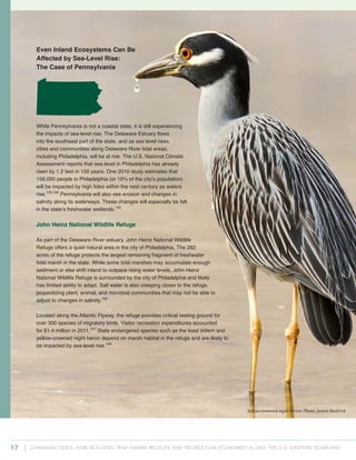 Changing Tides: HOW SEA-Level Rise Harms Wildlife and recreation Economies Along the U.S. Eastern Seaboard17
Even Inland Ecosystems Can Be
Affected by Sea-Level Rise:
The Case of Pennsylvania
While Pennsylvania is not a coastal state, it is still experiencing
the impacts of sea-level rise. The Delaware Estuary flows
into the southeast part of the state, and as sea level rises,
cities and communities along Delaware River tidal areas,
including Philadelphia, will be at risk. The U.S. National Climate
Assessment reports that sea level in Philadelphia has already
risen by 1.2 feet in 100 years. One 2010 study estimates that
156,000 people in Philadelphia (or 10% of the city’s population)
will be impacted by high tides within the next century as waters
rise.103,104
Pennsylvania will also see erosion and changes in
salinity along its waterways. These changes will especially be felt
in the state’s freshwater wetlands.105
John Heinz National Wildlife Refuge
As part of the Delaware River estuary, John Heinz National Wildlife
Refuge offers a quiet natural area in the city of Philadelphia. The 282
acres of the refuge protects the largest remaining fragment of freshwater
tidal marsh in the state. While some tidal marshes may accumulate enough
sediment or else shift inland to outpace rising water levels, John Heinz
National Wildlife Refuge is surrounded by the city of Philadelphia and likely
has limited ability to adapt. Salt water is also creeping closer to the refuge,
jeopardizing plant, animal, and microbial communities that may not be able to
adjust to changes in salinity.106
Located along the Atlantic Flyway, the refuge provides critical resting ground for
over 300 species of migratory birds. Visitor recreation expenditures accounted
for $1.4 million in 2011.107
State endangered species such as the least bittern and
yellow-crowned night heron depend on marsh habitat in the refuge and are likely to
be impacted by sea-level rise.108
Yellow-crowned night heron. Photo: James Diedrick
 