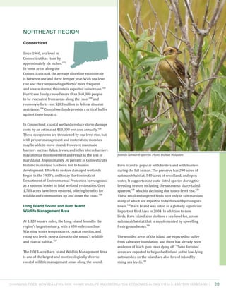 Changing Tides: HOW SEA-Level Rise Harms Wildlife and recreation Economies Along the U.S. Eastern Seaboard 20
Barn Island is popular with birders and with hunters
during the fall season. The preserve has 290 acres of
saltmarsh habitat, 540 acres of woodland, and open
water. It supports nine state-listed species during the
breeding season, including the saltmarsh sharp-tailed
sparrow,128
which is declining due to sea-level rise.129
These small endangered birds nest only in salt marshes,
many of which are expected to be flooded by rising sea
levels.130
Barn Island was listed as a globally significant
Important Bird Area in 2004. In addition to rare
birds, Barn Island also shelters a sea-level fen, a rare
saltmarsh habitat that is supplemented by upwelling
fresh groundwater.131
The wooded areas of the island are expected to suffer
from saltwater inundation, and there has already been
evidence of black gum trees dying off. These forested
areas are expected to be pushed inland as the low-lying
saltmarshes on the island are also forced inland by
rising sea levels.132
Northeast Region
Connecticut
Since 1960, sea level in
Connecticut has risen by
approximately six inches.121
In some areas along the
Connecticut coast the average shoreline erosion rate
is between one and three feet per year. With sea-level
rise and the compounding effect of more frequent
and severe storms, this rate is expected to increase.122
Hurricane Sandy caused more than 360,000 people
to be evacuated from areas along the coast123
and
recovery efforts cost $283 million in federal disaster
assistance.124
Coastal wetlands provide a critical buffer
against these impacts.
In Connecticut, coastal wetlands reduce storm damage
costs by an estimated $13,000 per acre annually.125
These ecosystems are threatened by sea-level rise, but
with proper management and restoration, marshes
may be able to move inland. However, manmade
barriers such as dykes, levies, and other storm barriers
may impede this movement and result in the loss of
marshland. Approximately 30 percent of Connecticut’s
historic marshland has been lost to human
development. Efforts to restore damaged wetlands
began in the 1930’s, and today the Connecticut
Department of Environmental Protection is recognized
as a national leader in tidal wetland restoration. Over
1,700 acres have been restored, offering benefits for
wildlife and communities up and down the coast.126
Long Island Sound and Barn Island
Wildlife Management Area
At 1,320 square miles, the Long Island Sound is the
region’s largest estuary, with a 600-mile coastline.
Warming water temperatures, coastal erosion, and
rising sea levels pose a threat to the sound’s wildlife
and coastal habitat.127
The 1,013-acre Barn Island Wildlife Management Area
is one of the largest and most ecologically diverse
coastal wildlife management areas along the sound.
Juvenile saltmarsh sparrow. Photo: Michael Mulqueen.
 