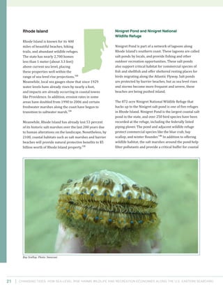 Changing Tides: HOW SEA-Level Rise Harms Wildlife and recreation Economies Along the U.S. Eastern Seaboard21
Ninigret Pond and Ninigret National
Wildlife Refuge
Ninigret Pond is part of a network of lagoons along
Rhode Island’s southern coast. These lagoons are called
salt ponds by locals, and provide fishing and other
outdoor recreation opportunities. These salt ponds
also support critical habitat for commercial species of
fish and shellfish and offer sheltered resting places for
birds migrating along the Atlantic Flyway. Salt ponds
are protected by barrier beaches, but as sea level rises
and storms become more frequent and severe, these
beaches are being pushed inland.
The 872-acre Ninigret National Wildlife Refuge that
backs up to the Ninigret salt pond is one of five refuges
in Rhode Island. Ninigret Pond is the largest coastal salt
pond in the state, and over 250 bird species have been
recorded at the refuge, including the federally listed
piping plover. The pond and adjacent wildlife refuge
protect commercial species like the blue crab, bay
scallop, and winter flounder.136
In addition to offering
wildlife habitat, the salt marshes around the pond help
filter pollutants and provide a critical buffer for coastal
Rhode Island
Rhode Island is known for its 400
miles of beautiful beaches, hiking
trails, and abundant wildlife refuges.
The state has nearly 2,700 homes
less than 1 meter (about 3.3 feet)
above current sea level, placing
these properties well within the
range of sea-level rise projections.133
Meanwhile, local sea gauges show that since 1929
water levels have already risen by nearly a foot,
and impacts are already occurring in coastal towns
like Providence. In addition, erosion rates in some
areas have doubled from 1990 to 2006 and certain
freshwater marshes along the coast have begun to
transition to saltwater marsh.134
Meanwhile, Rhode Island has already lost 53 percent
of its historic salt marshes over the last 200 years due
to human alterations on the landscape. Nonetheless, by
2100, coastal habitats such as salt marshes and barrier
beaches will provide natural protective benefits to $5
billion worth of Rhode Island property.135
Bay Scallop. Photo: Seascout.
 