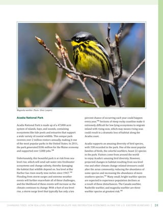 Changing Tides: HOW SEA-Level Rise Harms Wildlife and recreation Economies Along the U.S. Eastern Seaboard 24
Acadia National Park
Acadia National Park is made up of a 47,000-acre
system of islands, bays, and sounds, containing
ecosystems like tide pools and estuaries that support
a wide variety of coastal wildlife. This unique park
receives over 2 million visitors annually, making it one
of the most popular parks in the United States. In 2011,
the park generated $186 million for the Maine economy
and supported over 3,000 jobs.158
Unfortunately, this beautiful park is at risk from sea-
level rise, which will send salt water into freshwater
ecosystems and change salinity, thereby damaging
the habitat that wildlife depend on. Sea level at Bar
Harbor has risen nearly nine inches since 1947.159
Flooding from storm surges and extreme weather
events will further exacerbate all of these challenges,
and the likelihood of these events will increase as the
climate continues to change. With a foot of sea-level
rise, a storm surge level that typically has only a ten
percent chance of occurring each year could happen
every year.160
Sections of steep rocky coastline make it
extremely difficult for low lying ecosystems to migrate
inland with rising seas, which may means rising seas
could result in a dramatic loss of habitat along the
Acadia coast.
Acadia supports an amazing diversity of bird species,
with 338 recorded in the park. One of the most popular
families of birds, the colorful warblers, boast 22 species
in the park. Visitors come from around the world
to enjoy Acadia’s amazing bird diversity. However,
projected changes in habitat resulting from sea-level
rise and other climate change-related stressors could
alter the avian community, reducing the abundance of
some species and increasing the abundance of more
southern species.161
Many small, bright warbler species
are expected to experience population declines as
a result of these disturbances. The Canada warbler,
Nashville warbler, and magnolia warbler are three
warbler species at greatest risk.162
Magnolia warbler. Photo: Silver Leapers.
 