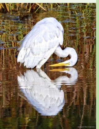 Great egret. Photo: Sandy Scott.
 