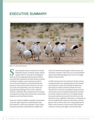 Changing Tides: HOW SEA-Level Rise Harms Wildlife and recreation Economies Along the U.S. Eastern Seaboard1
tates along the Eastern Seaboard are already
feeling the impacts of climate change. Climate
change, which is caused by the atmospheric
build-up of heat-trapping greenhouse gases (GHGs)
from fossil fuel combustion and other human activities,
contributes to higher ocean temperatures (which
in turn have been linked to increased intensity and
frequency of hurricanes) and sea-level rise. As such,
our coasts and communities, even ones inland, are
facing growing challenges from erosion, saltwater
intrusion, and floods. These impacts have far reaching
consequences for both natural and human communities
along the coast from Miami to Maine.
Coasts are critical to wildlife and people. Communities
across the region depend on coastal beaches, bays,
and islands for a wide array of benefits. These unique
ecosystems provide crucial habitat for wildlife such
as fish and waterfowl and support robust tourism and
recreation economies. They also serve as natural buffers
against potentially damaging storms and, increasingly,
against rising sea levels.
As GHG emissions have increased over the last century,
warming seawater has expanded, glaciers have melted,
and the great ice sheets of Greenland and Antarctica
have begun to weaken and break off into the ocean.
This has led to an 8 inch rise in global average sea level
over the past century. As global temperatures continue
to increase, further sea-level rise is inevitable. Exactly
how much and how fast sea-level rise will occur in the
decades to come is difficult to determine, as it depends on
how much global GHG emissions will increase and how
glaciers and ice sheets will react to rising temperatures.
What is clear, however, is that the more GHG emissions
continue to increase, the higher sea level will climb.
EXECUTIVE SUMMARY
S
Royal terns. Photo: Rachel Kramer.
 