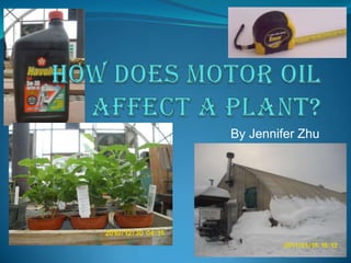 How Does Motor Oil affect a plant? By Jennifer Zhu 