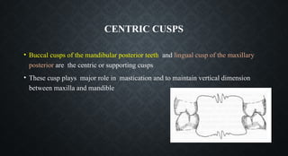CENTRIC CUSPS
• Buccal cusps of the mandibular posterior teeth and lingual cusp of the maxillary
posterior are the centric or supporting cusps
• These cusp plays major role in mastication and to maintain vertical dimension
between maxilla and mandible
 