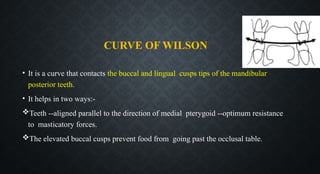 CURVE OF WILSON
• It is a curve that contacts the buccal and lingual cusps tips of the mandibular
posterior teeth.
• It helps in two ways:-
Teeth --aligned parallel to the direction of medial pterygoid --optimum resistance
to masticatory forces.
The elevated buccal cusps prevent food from going past the occlusal table.
 