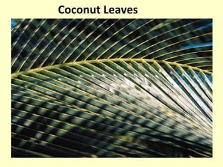 Coconut Leaves
 