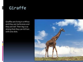 Giraffe

Giraffes are living in a Africa
and they are herbivores and
they are tall. Their leg is so
strong that they can kill lion
with one shot.
 