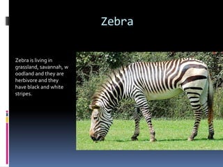 Zebra

Zebra is living in
grassland, savannah, w
oodland and they are
herbivore and they
have black and white
stripes.
 