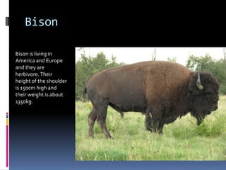 Bison

Bison is living in
America and Europe
and they are
herbivore. Their
height of the shoulder
is 150cm high and
their weight is about
1350kg.
 
