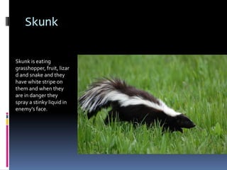 Skunk

Skunk is eating
grasshopper, fruit, lizar
d and snake and they
have white stripe on
them and when they
are in danger they
spray a stinky liquid in
enemy’s face.
 