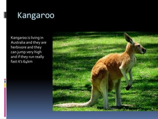 Kangaroo

Kangaroo is living in
Australia and they are
herbivore and they
can jump very high
and if they run really
fast it’s 64km
 