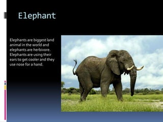 Elephant

Elephants are biggest land
animal in the world and
elephants are herbivore.
Elephants are using their
ears to get cooler and they
use nose for a hand.
 