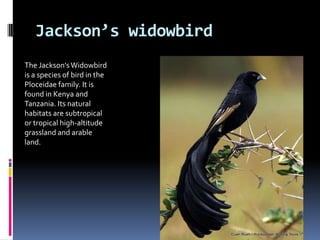 Jackson’s widowbird
The Jackson's Widowbird
is a species of bird in the
Ploceidae family. It is
found in Kenya and
Tanzania. Its natural
habitats are subtropical
or tropical high-altitude
grassland and arable
land.
 
