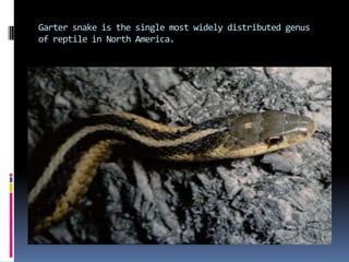 Garter snake is the single most widely distributed genus
of reptile in North America.
 