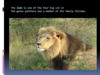 The lion is one of the four big cat in
the genus panthera and a member of the family felidae.
 