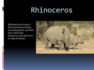 Rhinoceros
Rhinoceros are living in
Africa and Asia and they
are eating plants ,and their
skin is thick and
protective, also their horn
is made of keratin.
 