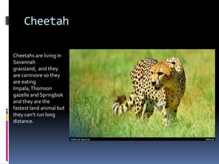 Cheetah

Cheetahs are living in
Savannah
grassland, and they
are carnivore so they
are eating
Impala, Thomson
gazelle and Springbok
and they are the
fastest land animal but
they can’t run long
distance.
 