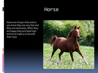 Horse

Horse are living in Asia and as
you know they are very fast and
they are herbivores. When they
are happy they put head high
and try to make a circle with
their nose.
 