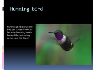 Humming bird


Humming bird is small and
they can stay still in the air
because their wing beat is
fast and they are eating
nectar from the flower.
 