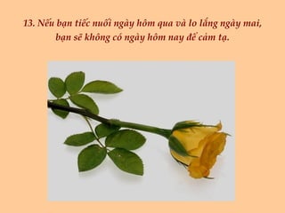 13. Nếu bạn tiếc nuối ngày hôm qua và lo lắng ngày mai, bạn sẽ không có ngày hôm nay để cảm tạ. 