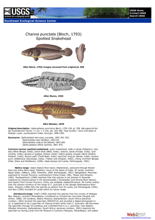 USGS Home
                                                                                                          Contact USGS
                                                                                                          Search USGS
Southeast Ecological Science Center



                   Channa punctata (Bloch, 1793)
                        Spotted Snakehead




                 After Bloch, 1793; images reversed from original pl. 358




                                      After Munro, 1955




                                     After Bleeker, 1878
  Original description: Ophicephalus punctatus Bloch, 1793:139, pl. 358. Naturgeschichte
  der Auslndischen Fische, 7:i-xiv + 1-144, pls. 325-360. Type locality: rivers and lakes of
  Malabar coast, southwestern India. Syntype: ZMB 1394.
  Synonyms: Ophicephalus karruwey Lacepde, 1801:551-552.
             Ophicephalus lata Hamilton, 1822:63.
             Ophicephalus indicus McClelland, 1842:583.
             Ophiocephalus affinis Gunther, 1861:470.
  Common names: spotted snakehead; green snakehead; dolla or daula (Pakistan); taki,
  lata (West Bengal, India); phool-dhok (Bihar, India); duloora, daula (Punjab, India); soal
  (Jammu, India); gorissa or godissa (Orissa, India); matta-gudisa, burada-matta (Andhra
  Pradesh, India); korava-patti (Tamil Nadu, India); kayichal, arracan (Kerala, India); korava,
  juchi, belikkorava (Karnataka, India); (Talwar and Jhingran, 1992); cheng (northern Bengal,
  India; Shaw and Shebbeare, 1938); mada kanaya (Sri Lanka; Pethiyagoda, 1991).

         Native range: Kabol (Kabul) River basin, Afghanistan, eastward through Khyber
  Pass into Indus River basin, Pakistan; rivers of the plains of India; Sri Lanka; southern
  Nepal (Edds, 1986a,b, 1993; Shrestha, 1990; Pethiyagoda, 1991); Bangladesh; Myanmar;
  eastward to Yunnan Province, southwestern China (Coad, 1981; Talwar and Jhingran,
  1992). Musikasinthorn (1998) reported that this species is not present in Myanmar
  (replaced by Channa panaw in the Ayeyarwaddy (=Irrawaddy) and Sittang River basins),
  and reports from Yunnan Province, China, are probably misidentifications. He further stated
  that the eastern terminus of the range of C. punctata is the Ganges-Brahmaputra River
  basin. Jhingran (1984) lists this species as absent from Sri Lanka, but Pethiyagoda (1991)
  and Devi (1992) included Sri Lanka within its native range.
        Introduced range: Smith (1950) reported this species from the vicinity of Delagoa
  Bay, Maputo, southern Mosambique, considered an introduction from Asia (Teugels and
  others, 1986). Jim Cambray, Albany Museum, Grahamstown, South Africa (personal
  commun., 2001) located the specimen (AM/G3714) and provided a digital photograph to
  us. It appeared to be a specimen of Channa striata rather than C. punctata. We borrowed
  the specimen through Jim Cambray and confirmed that it is C. punctata. Paul Skelton
  (Rhodes University, Grahamstown, South Africa; personal commun., 2001) reported the
  specimen as having come from the Museum in Lourenco Marques, Mozambique, and added

                                                                                                  converted by Web2PDFConvert.com
 