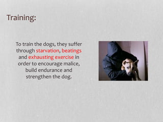 Training: 
To train the dogs, they suffer 
through starvation, beatings 
and exhausting exercise in 
order to encourage malice, 
build endurance and 
strengthen the dog. 
 