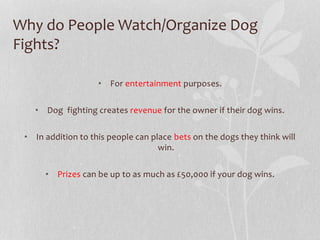 Why do People Watch/Organize Dog 
Fights? 
• For entertainment purposes. 
• Dog fighting creates revenue for the owner if their dog wins. 
• In addition to this people can place bets on the dogs they think will 
win. 
• Prizes can be up to as much as £50,000 if your dog wins. 
 