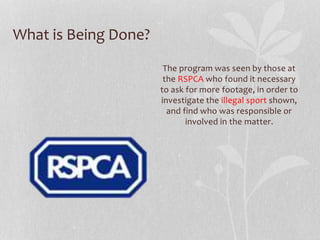 What is Being Done? 
The program was seen by those at 
the RSPCA who found it necessary 
to ask for more footage, in order to 
investigate the illegal sport shown, 
and find who was responsible or 
involved in the matter. 
 