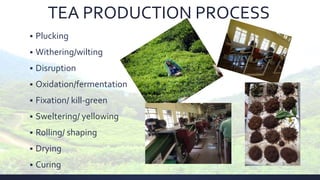 TEA PRODUCTION PROCESS
 Plucking
 Withering/wilting
 Disruption
 Oxidation/fermentation
 Fixation/ kill-green
 Sweltering/ yellowing
 Rolling/ shaping
 Drying
 Curing
 