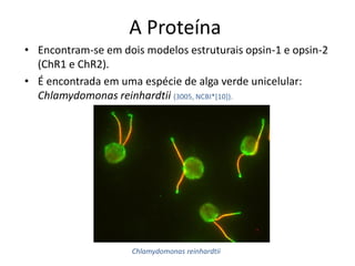A Proteína
• Encontram-se em dois modelos estruturais opsin-1 e opsin-2
  (ChR1 e ChR2).
• É encontrada em uma espécie de alga verde unicelular:
  Chlamydomonas reinhardtii (3005, NCBI*[10]).




                     Chlamydomonas reinhardtii
 