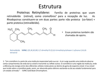 Estrutura
                 Proteínas Retinylidene:  Família de proteínas que usam
    retinaldeído (retinal), como cromofóros¹ para a recepção de luz.       As
    Rhodopsinas constituem-se em duas partes: parte não proteica (co-fator) +
    parte proteica (retinaldeído).


                                                                          • Essas proteínas também são
                                                                            chamadas de opsins.




        Retinaldeído IUPAC: (2E,4E,6E,8E)-3,7-dimethyl-9-(2,6,6-trimethylcyclohexen-1-yl)nona-2,4,6,8-
        tetraenal



1- “Um cromóforo é a parte de uma molécula responsável pela sua cor. A cor surge quando uma molécula absorve
certos comprimentos de onda da luz visível e transmite ou reflete outras. O cromóforo é uma região da molécula, onde
a diferença de energia entre dois diferentes orbitais moleculares cai dentro da gama do espectro visível. A luz visível
que incide sobre o cromóforo pode, assim, ser absorvida pelos elétrons excitando-os de seu estado fundamental para
um estado animado.” - IUPAC Gold Book Chromophore.
 