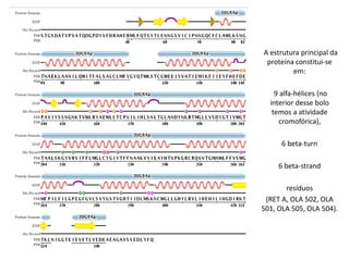 A estrutura principal da
 proteína constitui-se
         em:

    9 alfa-hélices (no
  interior desse bolo
   temos a atividade
     cromofórica),

      6 beta-turn

     6 beta-strand

       resíduos
 (RET A, OLA 502, OLA
501, OLA 505, OLA 504).
 
