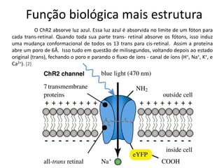 Função biológica mais estrutura
           O ChR2 absorve luz azul. Essa luz azul é absorvida no limite de um fóton para
cada trans-retinal. Quando toda sua parte trans- retinal absorve os fótons, isso induz
uma mudança conformacional de todos os 13 trans para cis-retinal. Assim a proteína
abre um poro de 6Å. Isso tudo em questão de milisegundos, voltando depois ao estado
original (trans), fechando o poro e parando o fluxo de íons - canal de íons (H+, Na+, K+, e
Ca2+). [2]
 