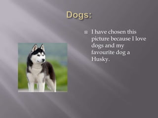    I have chosen this
    picture because I love
    dogs and my
    favourite dog a
    Husky.
 