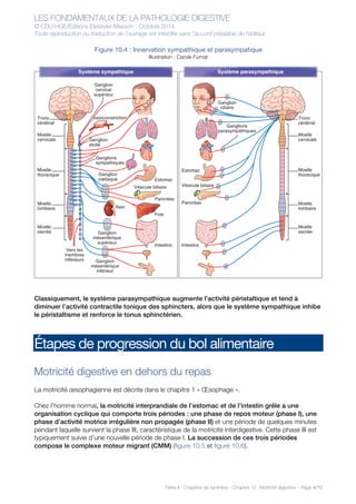 LES FONDAMENTAUX DE LA PATHOLOGIE DIGESTIVE
© CDU-HGE/Editions Elesevier-Masson - Octobre 2014
Toute reproduction ou traduction de l’ouvrage est interdite sans l’accord préalable de l’éditeur
Partie II : Chapitres de synthèse - Chapitre 10 : Motricité digestive - Page 4/10
Figure 10.4 : Innervation sympathique et parasympatique
Illustration : Carole Fumat
Classiquement, le système parasympathique augmente l’activité péristaltique et tend à
diminuer l’activité contractile tonique des sphincters, alors que le système sympathique inhibe
le péristaltisme et renforce le tonus sphinctérien.
Étapes de progression du bol alimentaire
Motricité digestive en dehors du repas
La motricité œsophagienne est décrite dans le chapitre 1 « Œsophage ».
Chez l’homme normal, la motricité interprandiale de l’estomac et de l’intestin grêle a une
organisation cyclique qui comporte trois périodes : une phase de repos moteur (phase I), une
phase d’activité motrice irrégulière non propagée (phase II) et une période de quelques minutes
pendant laquelle survient la phase III, caractéristique de la motricité interdigestive. Cette phase III est
typiquement suivie d’une nouvelle période de phase I. La succession de ces trois périodes
compose le complexe moteur migrant (CMM) (figure 10.5 et figure 10.6).
Moelle
cervicale
Tronc
cérébral
Ganglion
cervical
supérieur
Moelle
thoracique
Moelle
lombaire
Moelle
sacrée
Foie
Intestins
Pancréas
Estomac
Ganglions
sympathiques
Ganglion
étoilé
Ganglions
parasympathiques
Ganglion
cœliaque
Rein
vasoconstriction
Ganglion
ciliaire
Vésicule biliaire
Pancréas
Intestins
Estomac
Vésicule biliaire
Vers les
membres
inférieurs Ganglion
mésentérique
inférieur
Ganglion
mésentérique
supérieur
Système sympathique
Moelle
cervicale
Moelle
thoracique
Moelle
lombaire
Moelle
sacrée
Système parasympathique
Tronc
cérébral
 