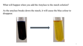 Chap. 5 enzymes | PPTX