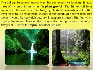 The soil can be several meters deep, but due to nutrient leaching, it lacks
most of the essential nutrients for plant growth. The thin topsoil layer
contains all the nutrients from decaying plants and animals, and this thin
layer sustains the many plant species in the forest. One might think that
the soil would be very rich because it supports so much life, but when
tropical forests are clear-cut, the soil is useless for agriculture after only a
few years — when the topsoil becomes depleted.
 