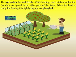 The ash makes the land fertile. While burning, care is taken so that the
fire does not spread to the other parts of the forest. When the land is
ready for farming it is lightly dug up, not ploughed.
 