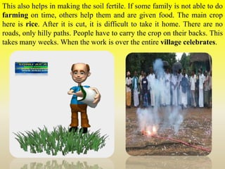 This also helps in making the soil fertile. If some family is not able to do
farming on time, others help them and are given food. The main crop
here is rice. After it is cut, it is difficult to take it home. There are no
roads, only hilly paths. People have to carry the crop on their backs. This
takes many weeks. When the work is over the entire village celebrates.
 